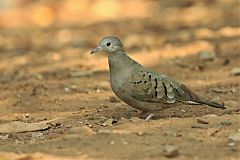 Ruddy Ground Dove